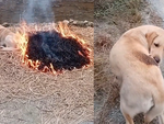 Chú chó nằm sưởi ấm bên đống lửa bị cháy sém lông