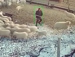 Ông chủ nổi quạu cầm gậy rượt con cừu húc mình ngã dập mông