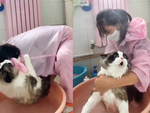 Chú mèo sợ xanh mặt khi bị cô chủ bắt đi tắm