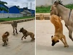 Video hài nhất tuần qua: Chó hổ báo bị lừa dạy bài học nhớ đời