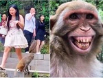 Khỉ cười sung sướng khi cướp được đồ ăn trên tay cô gái