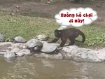 Đàn rùa khổ sở vì bị khỉ gây sự, đẩy xuống hồ