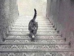 Thử tài phán đoán: Con mèo đang đi lên hay xuống cầu thang?