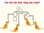 Đố vui: Con chó nào được uống sữa trước?