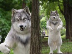 Chàng trai Nhật chi 23.000 USD mua bộ lông thú để trở thành sói