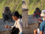 Con khỉ giật điện thoại của du khách để 'mặc cả' thức ăn