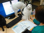 Công ty tặng nhân viên mỗi người một chú mèo