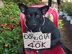 Ảnh vui 6-10: Chú chó giúp chủ bán ớt đồng giá 40.000 đồng/chậu