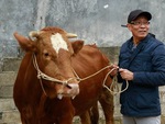 MC Lại Văn Sâm lúng túng nhận thử thách mang bò ra chợ bán