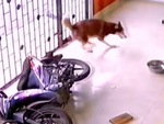 Chú chó 'hồn bay phách lạc' khi mèo đạp đổ xe máy vào người
