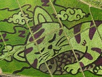 Nông dân Thái Lan vẽ tranh 'mèo ôm cá' trên cánh đồng lúa