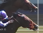 Ảnh vui 31-5: Chú ngựa chiến thắng cuộc đua nhờ cái lưỡi