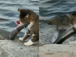Màn bắt cá siêu đỉnh của chú mèo khiến ai cũng trầm trồ