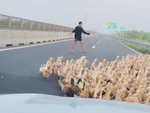 Đàn vịt hàng trăm con tung tăng trên cao tốc Trung Lương - Mỹ Thuận