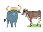 Câu đố hack não: Con trâu và con bò khác nhau cái gì?