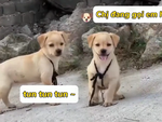 Những chú cún thông minh hiểu được tiếng người (P3)