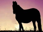 Quiz: Con ngựa đang nhìn về hướng nào?