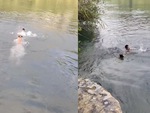 Chú chó xả thân nhảy xuống sông cứu chủ đuối nước