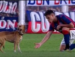 Chú chó làm gián đoạn trận đấu bóng đá ở Argentina