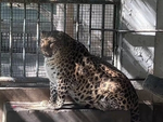 'Ét ô ét', vườn thú Trung Quốc 'bắt' hổ báo béo phì