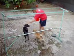 Hai chú chó đánh nhau vì tưởng được sen cho phép