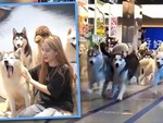 100 con chó Husky 'vượt ngục' gây náo loạn trung tâm mua sắm