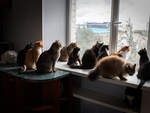 Bị kết án tù vì nuôi 159 con mèo và 7 con chó trong căn hộ 80m²