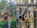 'Drama tình ái' ở Sở thú: Đôi khỉ xám sinh ra khỉ con lông vàng