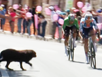 Chú chó 'đi lạc' gây hỗn loạn đường đua Giro d’Italia 2024