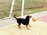 Chú chó làm thủ môn bắt penalty 'nghệ cả củ'