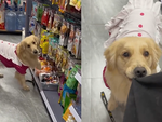 Chú chó nằng nặc đòi ông chủ mua kẹo trong siêu thị