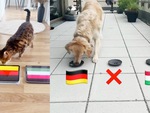 Chó Golden, mèo Mina đều dự đoán tuyển Đức thắng Hungary