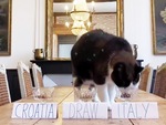 Mèo Nimbus ‘quay xe’ sau dự đoán tuyển Ý hòa Croatia ở Euro 2024