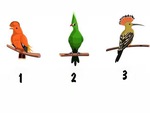 Quiz: Loài chim yêu thích hé lộ tính cách bí ẩn của bạn