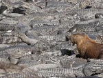 Tại sao giới trẻ mê đứ đừ Capybara?