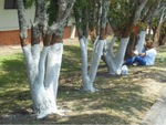 Tại sao thân cây thường được sơn màu trắng?