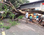Cây phượng cổ thụ ngã đè một bác sĩ bị thương nặng