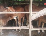 Thả rông trâu, bò bị dịch lở mồm long móng
