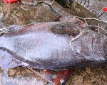 Ngư dân Phú Quốc câu được cá mú nặng hơn 55kg