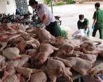 Thịt heo đã sạch chất tạo nạc salbutamol