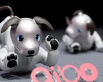 Sony ra mắt chó robot mới ứng dụng trí tuệ nhân tạo
