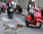 TP.HCM tiêu hủy chó thả rông bị bắt sau 72 giờ
