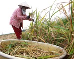 Bắc Bộ rét đậm, Nam Bộ có mưa trái mùa nhưng không cứu được hạn mặn