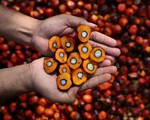 Malaysia, Indonesia lo ngại hoạt động xuất khẩu dầu cọ sang EU