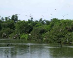Bạc Liêu: Quy hoạch dài hạn bảo tồn đa dạng sinh học