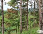 151 cây thông rừng Đà Lạt bị 
