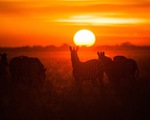 Ngắm châu Phi mê hoặc trong phim tài liệu National Geographic