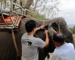 Gắn chíp để quản lý đàn voi nhà Đắk Lắk