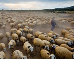 Đàn cừu Ninh Thuận vào top ảnh đẹp của tạp chí NatGeo