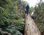 Khởi tố thêm hai kiểm lâm vụ phá rừng pơmu ở Nghệ An
